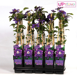 Hoogeveen Clematis Multi Blue - Clematis Blauw (8712044838663)