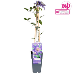 Hoogeveen Clematis Multi Blue - Clematis Blauw (8712044838663)