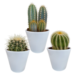 House of cactus Cactus mix 8.5 cm - 3x - in witte pot (8720618070142)