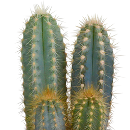 House of cactus Cactus mix 8.5 cm - 3x - in witte pot (8720618070142)