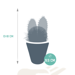 House of cactus Cactus mix 8.5 cm - 3x - in witte pot (8720618070142)