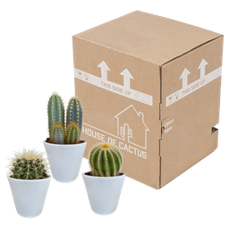House of cactus Cactus mix 8.5 cm - 3x - in witte pot (8720618070142)
