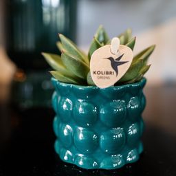 Groene plant - Succulent Echeveria Miranda | groene kamerplant (8720682780602)