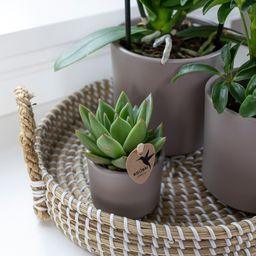 Groene plant - Succulent Echeveria Miranda | groene kamerplant (8720682780602)