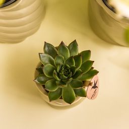 Groene plant - Succulent Echeveria Miranda | groene kamerplant (8720682780602)