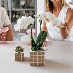 Groene plant - Succulent Echeveria Miranda | groene kamerplant (8720682780602)