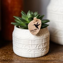 Groene plant - Succulent Echeveria Miranda | groene kamerplant (8720682780602)
