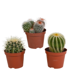 House of cactus Bolcactus mix 8,5 cm | 3 stuks - zonder pot (8720387961214)