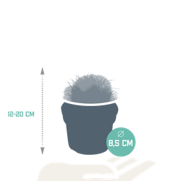 House of cactus Bolcactus mix 8,5 cm | 3 stuks - zonder pot (8720387961214)