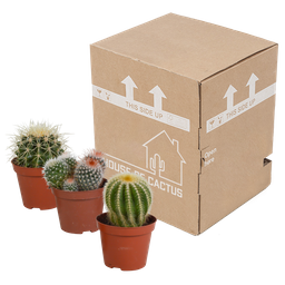 House of cactus Bolcactus mix 8,5 cm | 3 stuks - zonder pot (8720387961214)