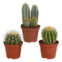 House of cactus Cactus mix 8.5 cm - 3x - zonder pot (8720387961177)