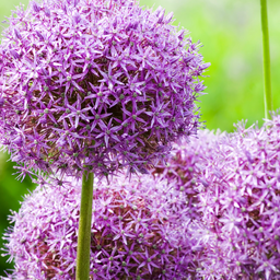 Kh bloembollen Globemaster - Allium bollen 5 stuks (08720256864585)