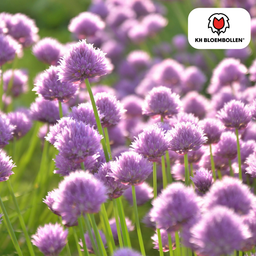 Kh bloembollen Allium carolinianum 15 stuks (51399)