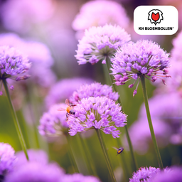 Kh bloembollen Allium carolinianum 15 stuks (51399)