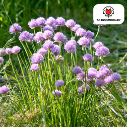 Kh bloembollen Allium carolinianum 15 stuks (51399)