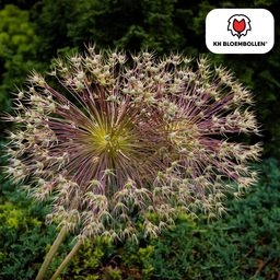 Kh bloembollen allium schubertii 5 stuks (51397)