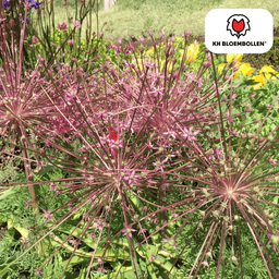 Kh bloembollen allium schubertii 5 stuks (51397)
