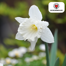 Kh bloembollen Snow Baby narcis 20 stuks (51391)