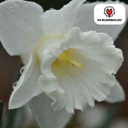 Kh bloembollen Snow Baby narcis 20 stuks (51391)