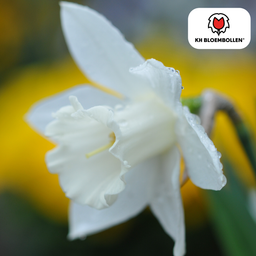 Kh bloembollen Snow Baby narcis 20 stuks (51391)
