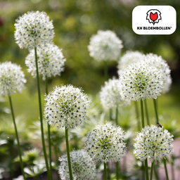 Kh bloembollen Allium White Giant 5 stuks (51395)