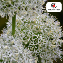 Kh bloembollen Allium White Giant 5 stuks (51395)