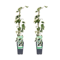 Hedera colchica Dentata Variegata - 2 stuks (32915)