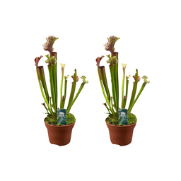 Sarracenia Judith Hindle - 2 stuks (32903)