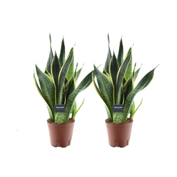 Sansevieria Futura Superba - 2 stuks (32904)