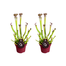 Sarracenia Farnhamii - 2 stuks (32900)