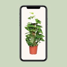 Epipremnum Pinnatum Mosstok 60cm Scindapsus (23179)