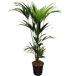 Howea Forsteriana (Kentia) 5 Pit 120-140cm (33133)