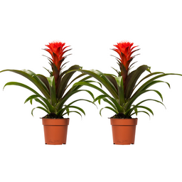 Guzmania Hope - 2 stuks (32899)