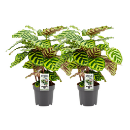 Calathea Makoyana - 2 stuks (32942)