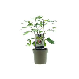 Ficus Precose De Dalmatie (33071)