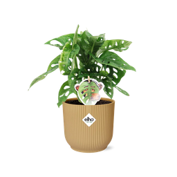 Monstera ‘Monkey Leaf’ in ELHO Vibes Fold 14cm geel (21693)