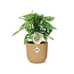Monstera ‘Monkey Leaf’ in ELHO Vibes Fold 14cm geel (21693)
