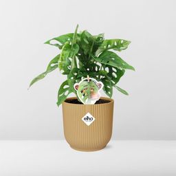 Monstera ‘Monkey Leaf’ in ELHO Vibes Fold 14cm geel (21693)