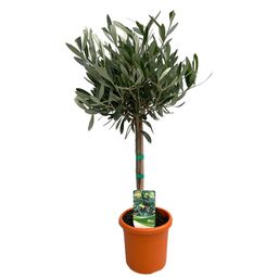 Olea Europaea "op Stam" (33081)