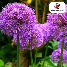 Kh bloembollen Allium Mix bollen 4 stuks (08720256864684)
