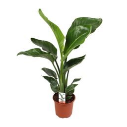 Strelitzia Nicolai 17 Cm (23191)