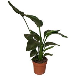 Strelitzia Nicolai 2pp (25361)