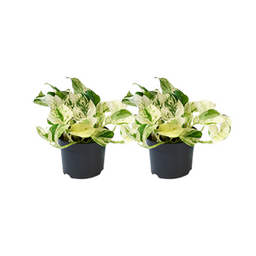 Epipremnum Happy Leaf - 2 stuks - Ø12cm - Ø12 (25569)
