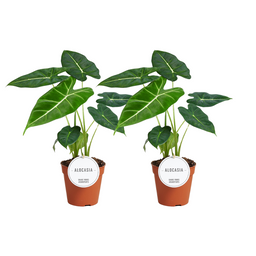 Alocasia Frydek - 2 stuks (32906)