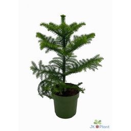 Araucaria (25371)