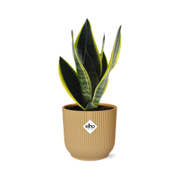 Sansevieria Futura Superba in ELHO Vibes Fold 14cm geel (21792)