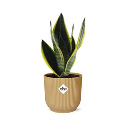 Sansevieria Futura Superba in ELHO Vibes Fold 14cm geel (21792)