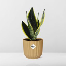 Sansevieria Futura Superba in ELHO Vibes Fold 14cm geel (21792)