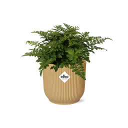 Asplenium Parvati in ELHO Vibes Fold 14cm geel (21791)