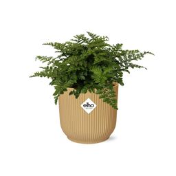 Asplenium Parvati in ELHO Vibes Fold 14cm geel (21791)